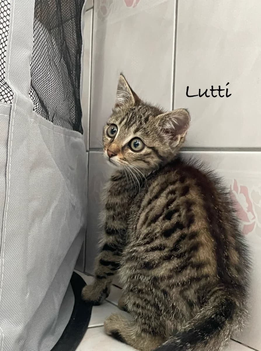 Lutti, Haribo et Chupa, female puppy Mixed Breed for adoption at Les Restos du Chat
