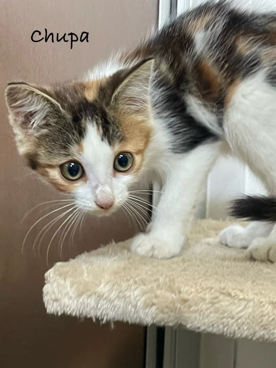Chupa, female puppy Mixed Breed for adoption at Les Restos du Chat