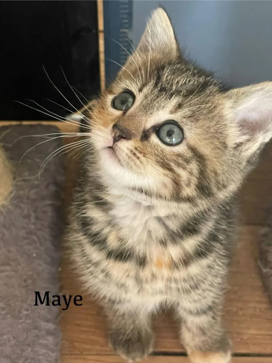 Maya, Maye et Curry, male puppy Mixed Breed for adoption at Les Restos du Chat
