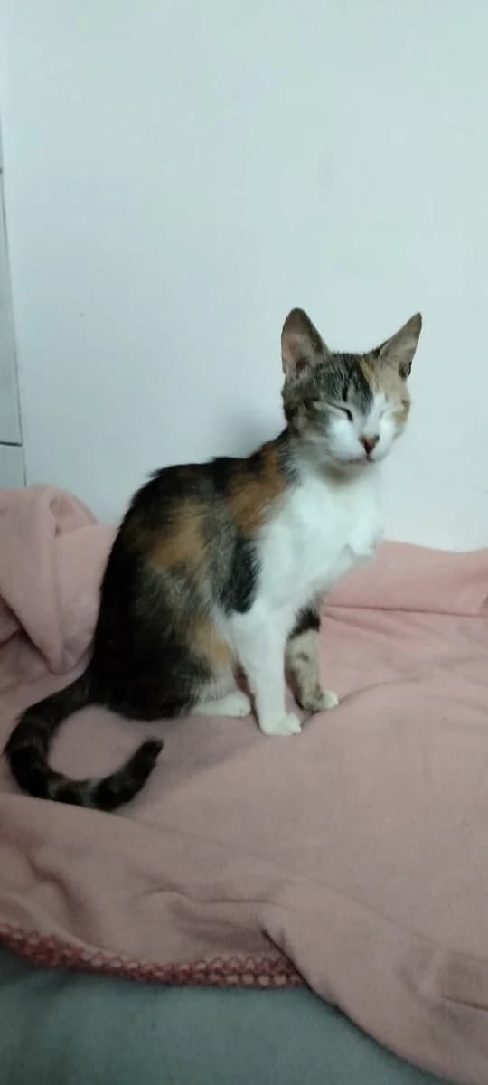 Miko, female 6yo Mixed Breed for adoption at Les Restos du Chat