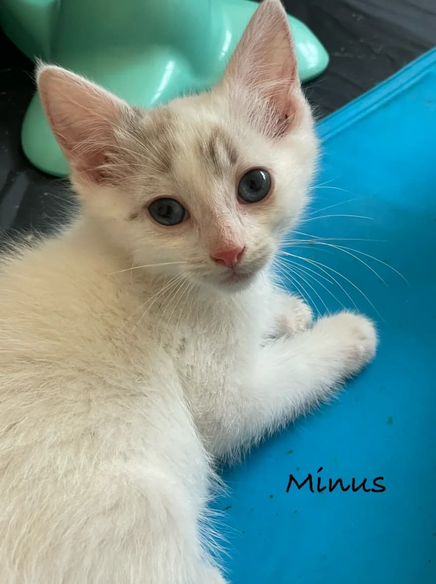 Minus, male puppy Mixed Breed for adoption at Les Restos du Chat