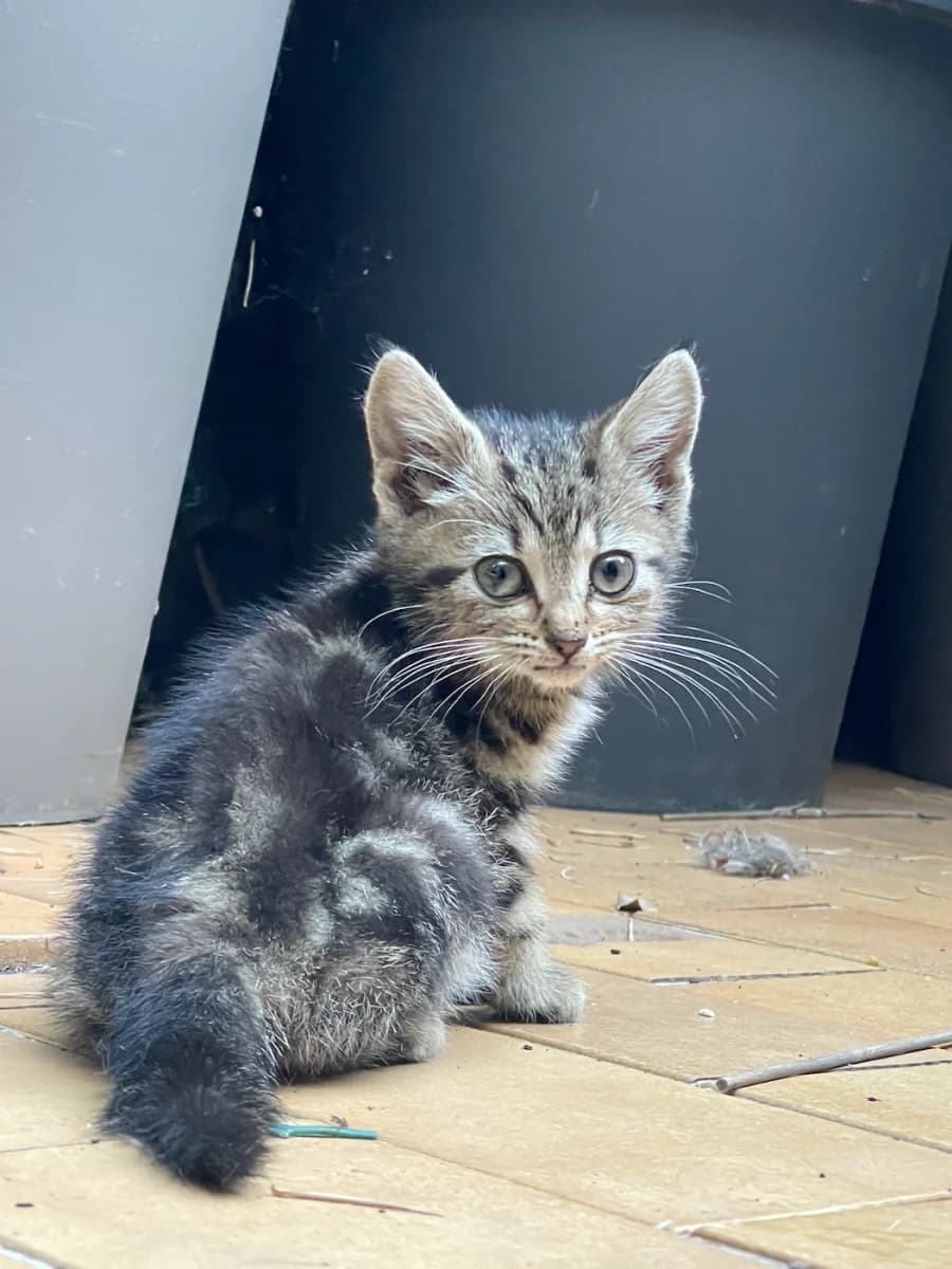 Olga, female puppy Mixed Breed for adoption at Les Restos du Chat