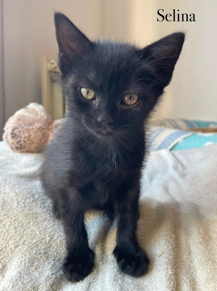 Selina, female puppy Mixed Breed for adoption at Les Restos du Chat