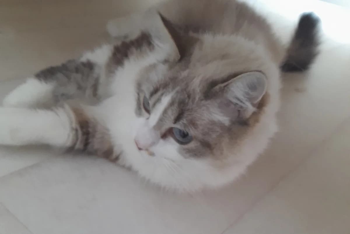 Poupoune, female 7yo Mixed Breed for adoption at Les Restos du Chat