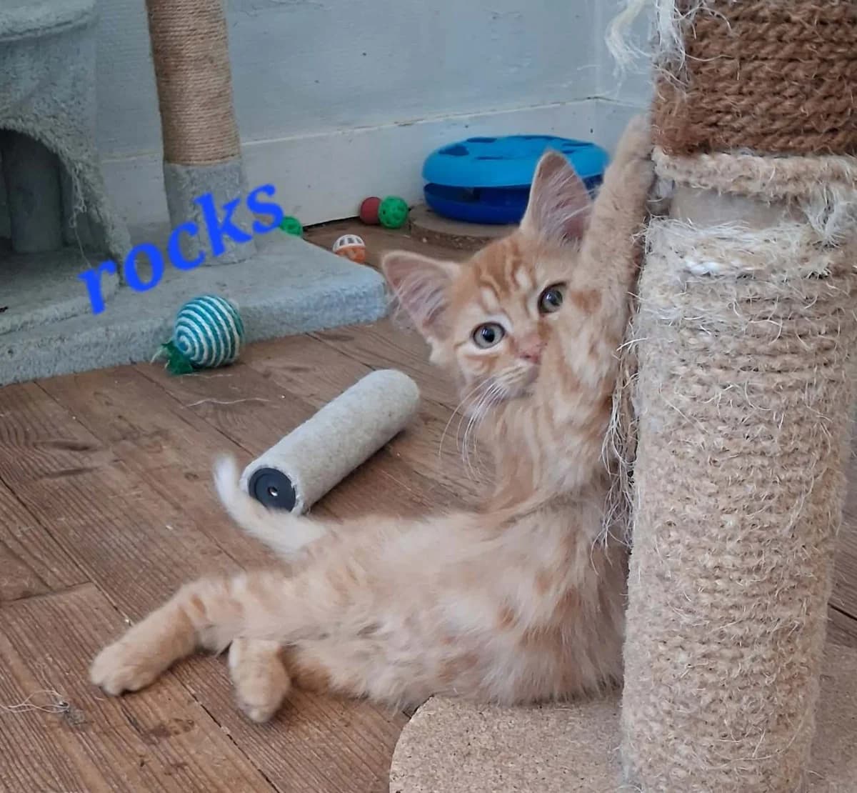 Rocks, male puppy Mixed Breed for adoption at Les Restos du Chat