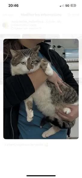Roméo, male 4yo Mixed Breed for adoption at Les Restos du Chat