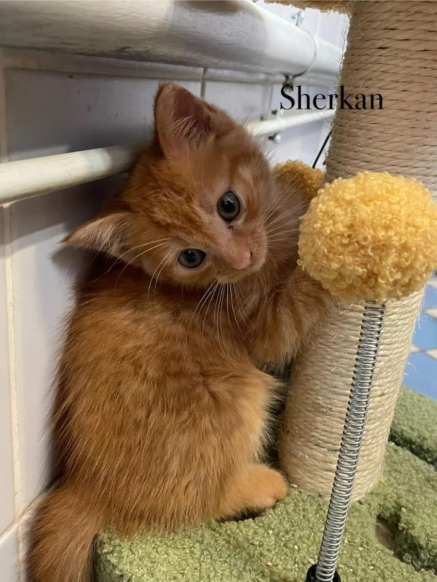 Sherkan et Raksha, male puppy Mixed Breed for adoption at Les Restos du Chat