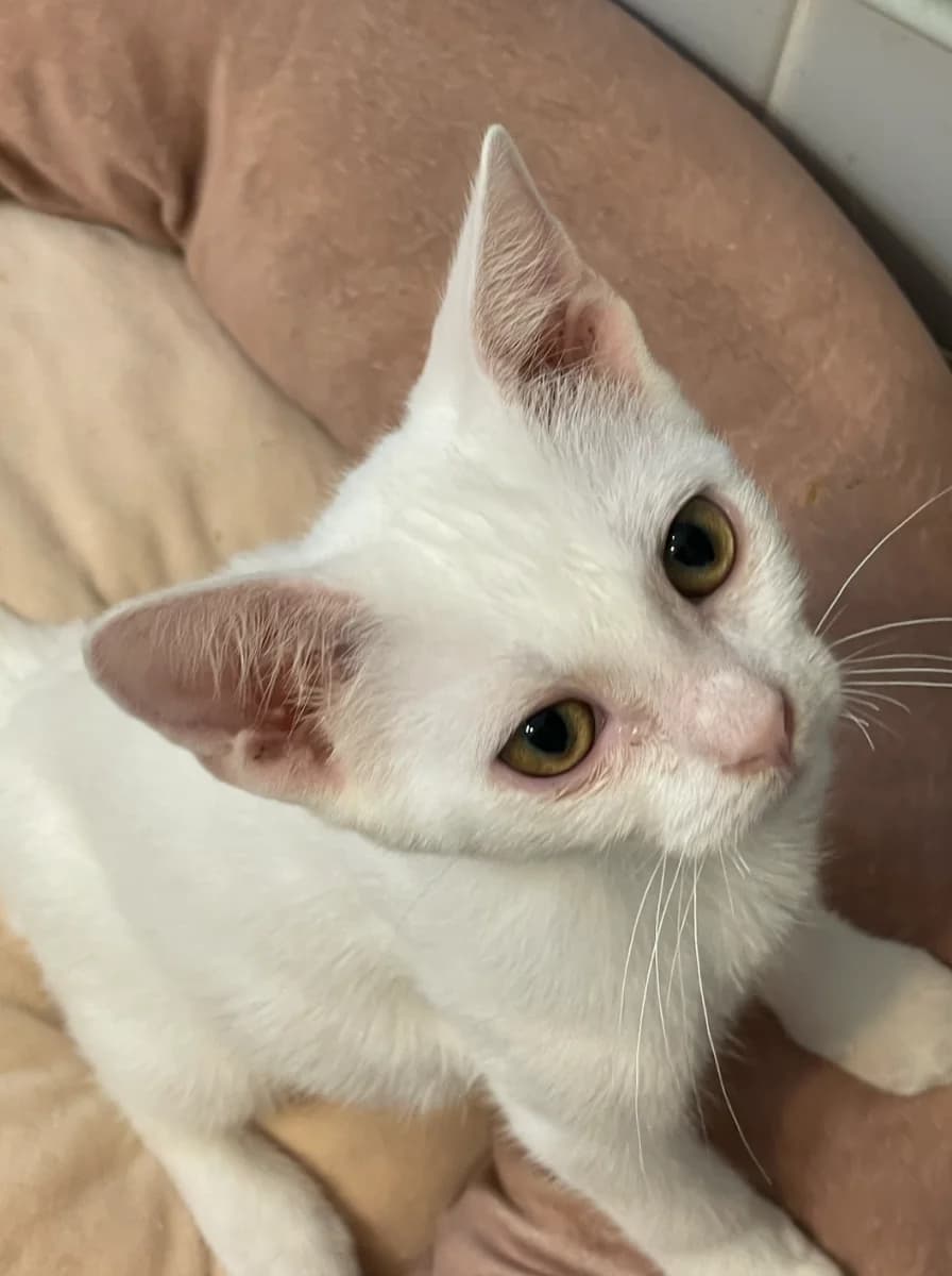 Flake, male puppy Mixed Breed for adoption at Les Restos du Chat