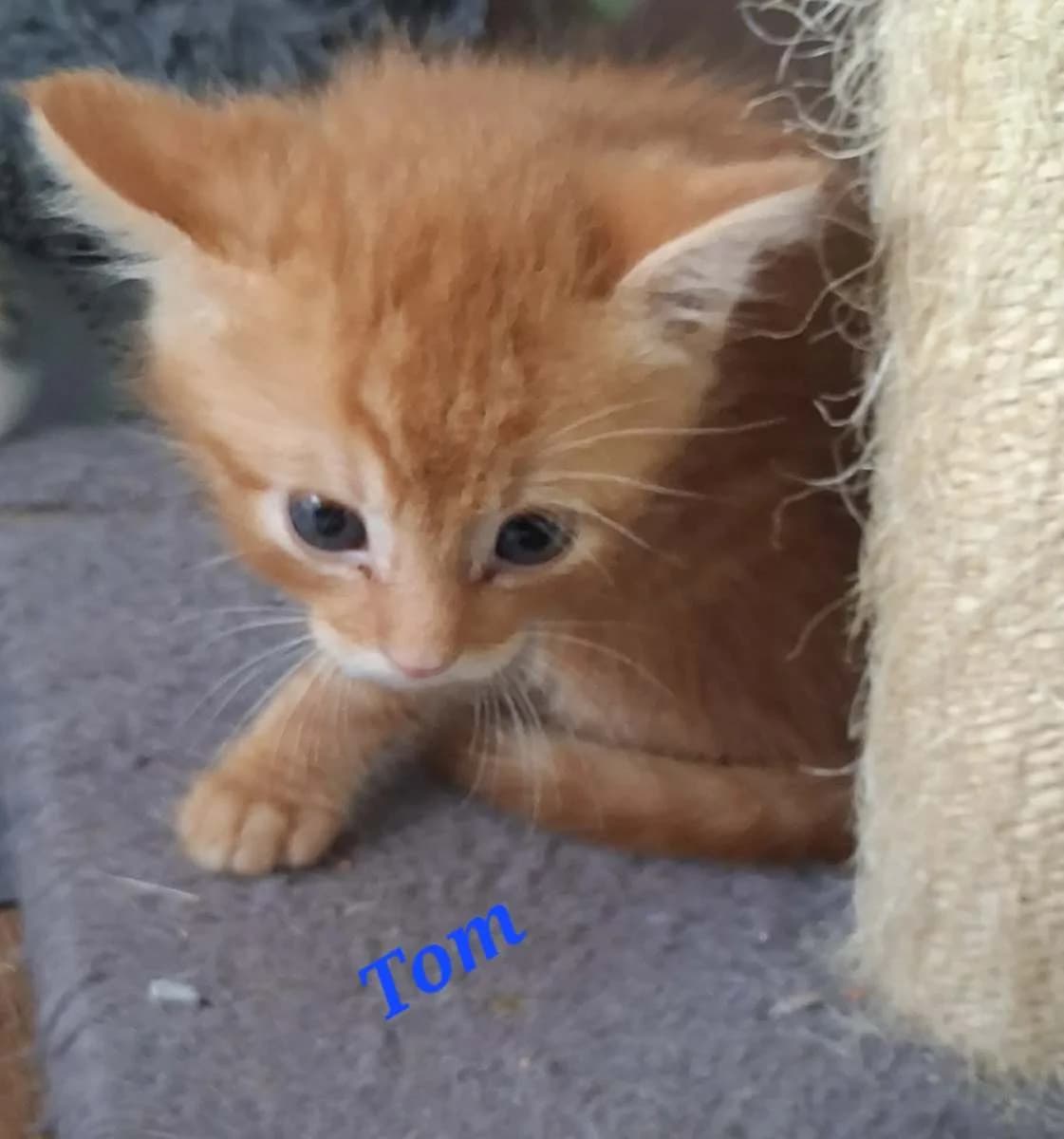 Tom, Kaly et Kity, male puppy Mixed Breed for adoption at Les Restos du Chat