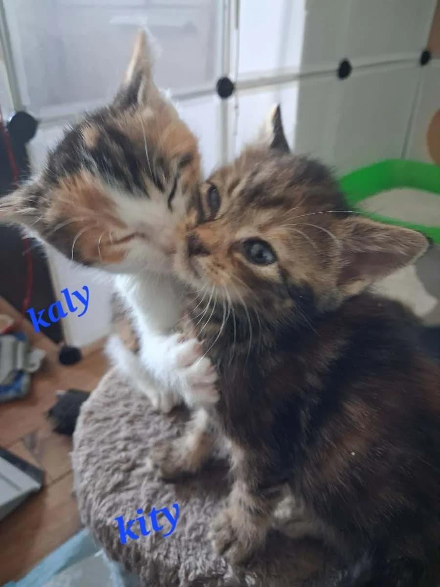 Tom, Kaly et Kity, male puppy Mixed Breed for adoption at Les Restos du Chat
