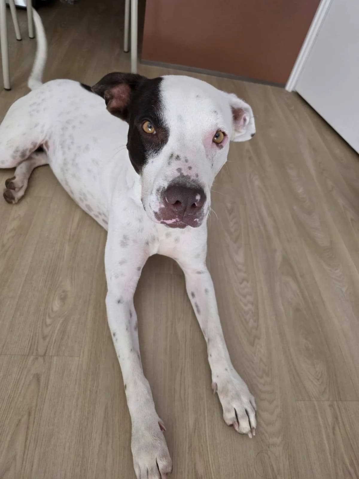Neo, male Mixed Breed for adoption at Les Truffes du Soleil