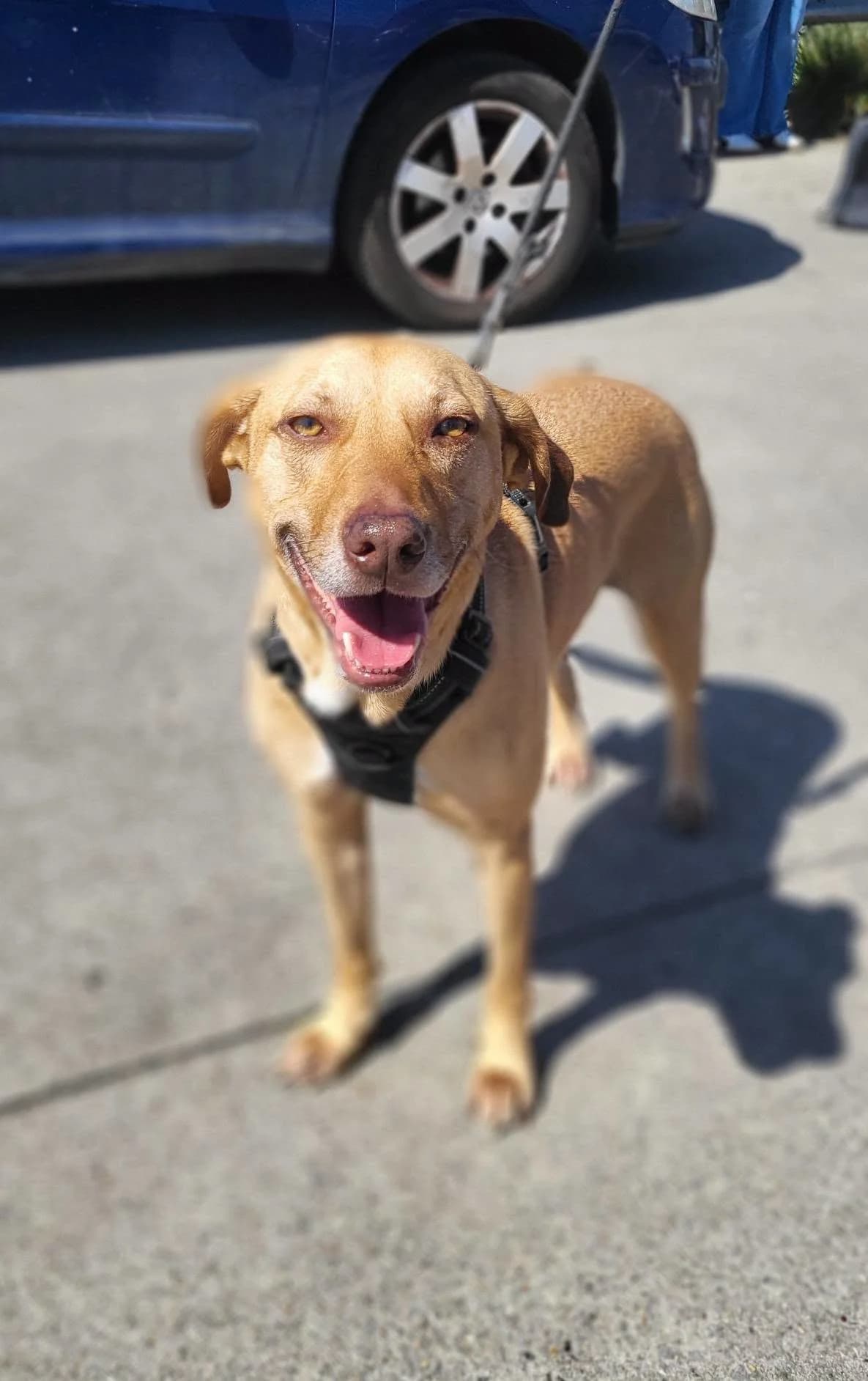 Fifi, male 4yo Mixed Breed for adoption at Les Truffes du Soleil