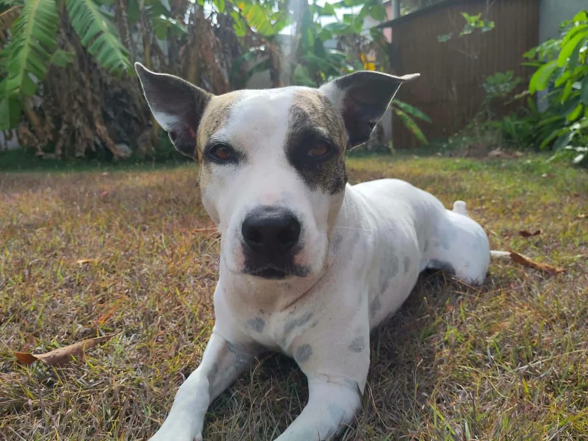 Hanae, female 3yo Mixed Breed for adoption at Les Truffes du Soleil
