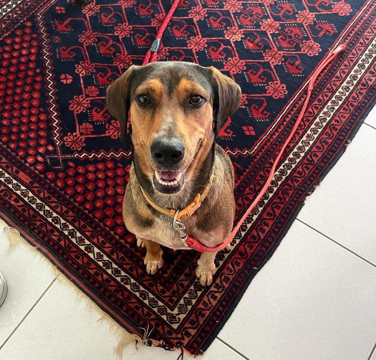 Mama, female young Mixed Breed for adoption at Les Truffes du Soleil