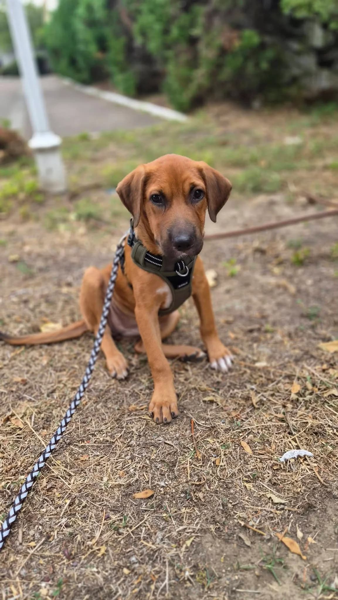 Cavale, female puppy Mixed Breed for adoption at Les Truffes du Soleil