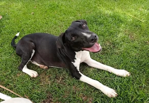 Bora, female Mixed Breed for adoption at Les Truffes du Soleil