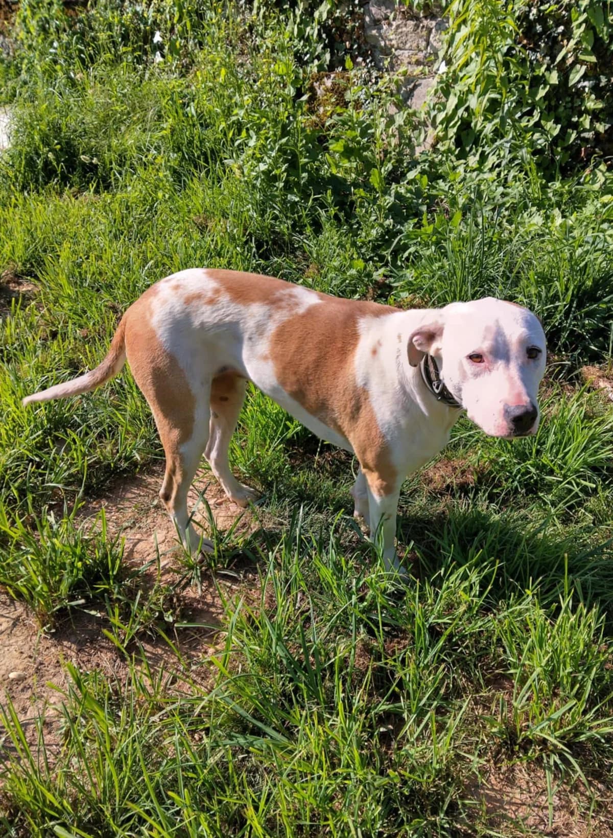 Romy, female 4yo Mixed Breed for adoption at Les Truffes du Soleil