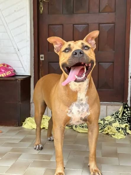Omy, male young Mixed Breed for adoption at Les Truffes du Soleil