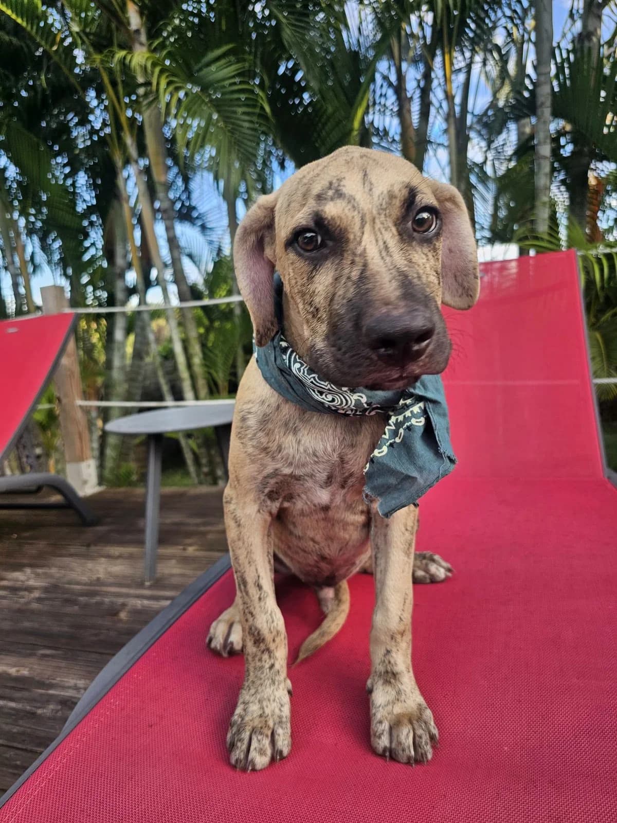 Fenzo, male puppy Mixed Breed for adoption at Les Truffes du Soleil