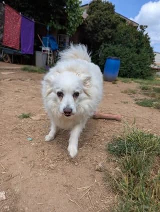 Yang, spitz née le 06/10/2018, female Mixed Breed for adoption at Levriers & Compagnie, levriers compagnie