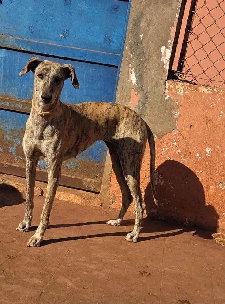 MAYA, female Mixed Breed for adoption at Levriers en Détresse, levriers en detresse