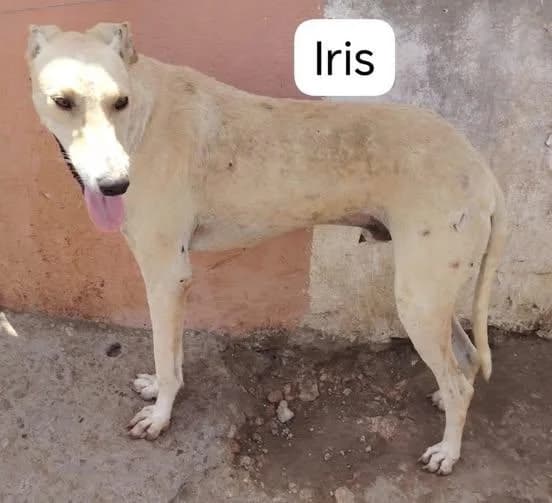 IRIS, female Mixed Breed for adoption at Levriers en Détresse, levriers en detresse