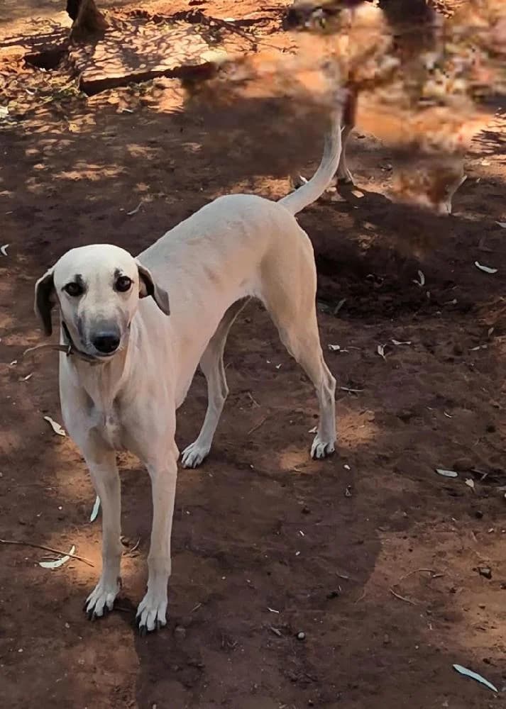 BELLA, female Mixed Breed for adoption at Levriers en Détresse, levriers en detresse