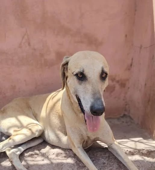 FLASH, male Mixed Breed for adoption at Levriers en Détresse, levriers en detresse