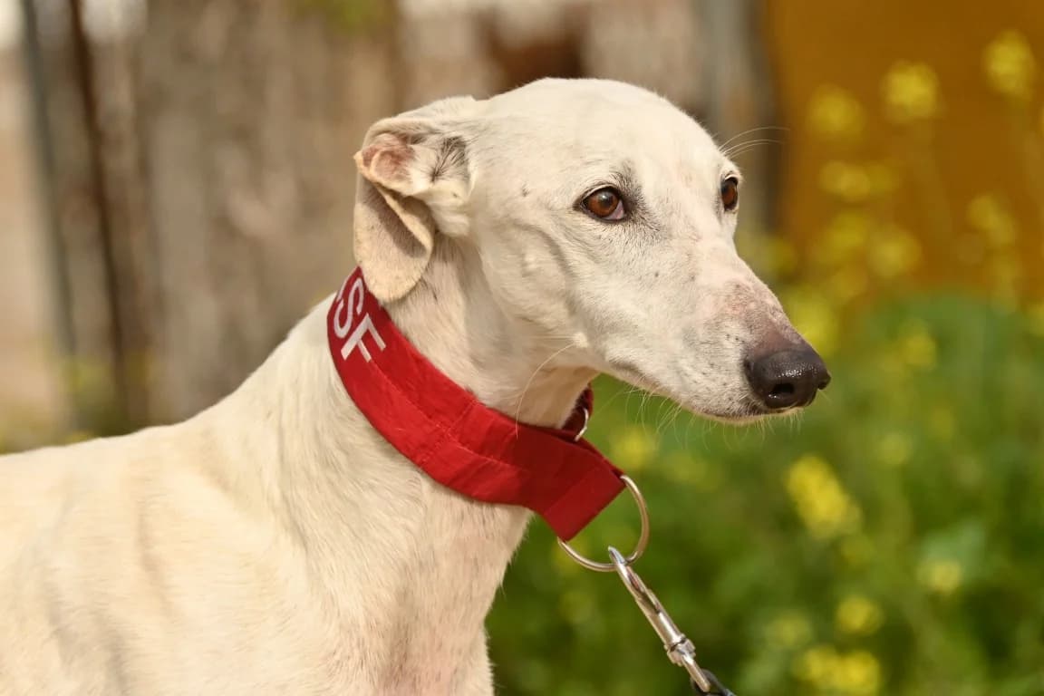 Roncero (M) En accueil en France dépt 22, male 7yo Mixed Breed for adoption at Lévriers Sans Frontières, levriers sans frontieres