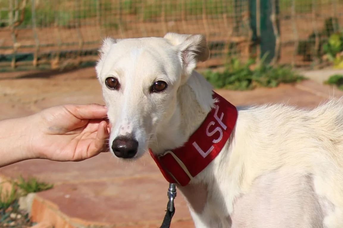 Nagore (F) Disponible / Remonte en France le 25 juillet / FBM, female young Mixed Breed for adoption at Lévriers Sans Frontières, levriers sans frontieres