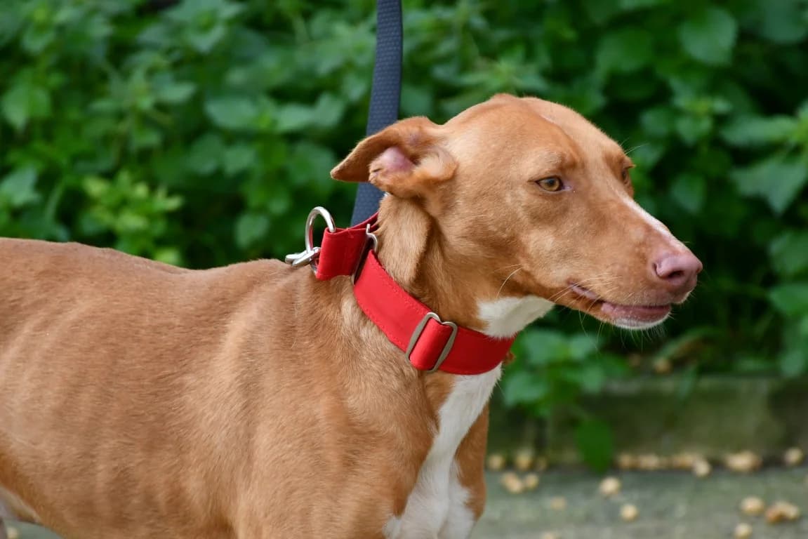 Sven (M) Pod / En accueil en France dans le 10, male young Mixed Breed for adoption at Lévriers Sans Frontières, levriers sans frontieres
