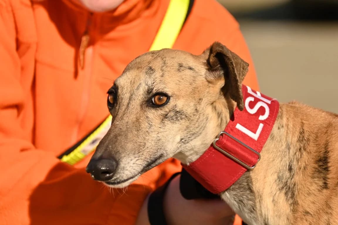 Lorena (F) Refuge de la FBM en accueil dept 44, female 3yo Mixed Breed for adoption at Lévriers Sans Frontières, levriers sans frontieres
