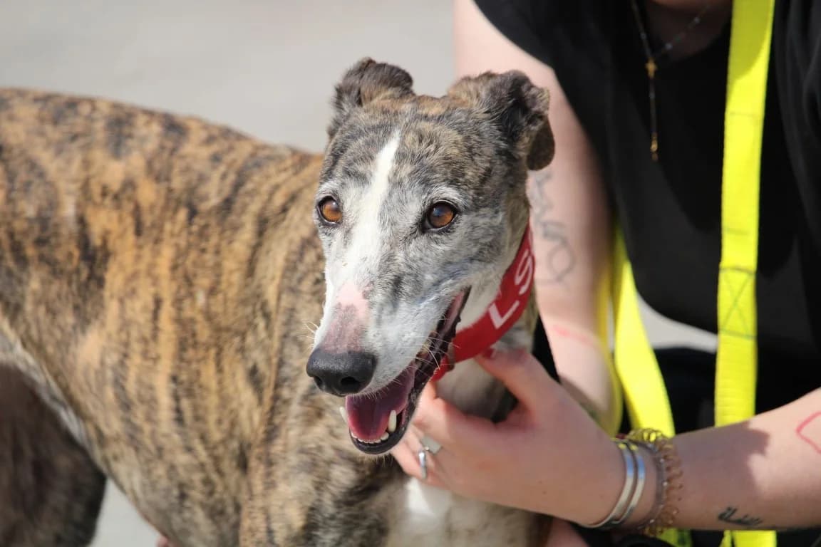 Felicia (F) En accueil en France dépt 60, female 5yo Mixed Breed for adoption at Lévriers Sans Frontières, levriers sans frontieres