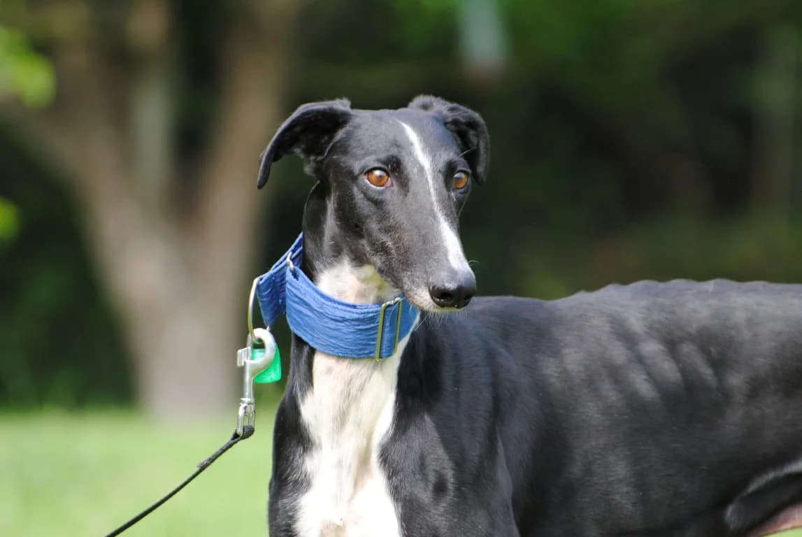 Marcus (M) Déjà en France en accueil dans le 59, male 4yo Mixed Breed for adoption at Lévriers Sans Frontières, levriers sans frontieres