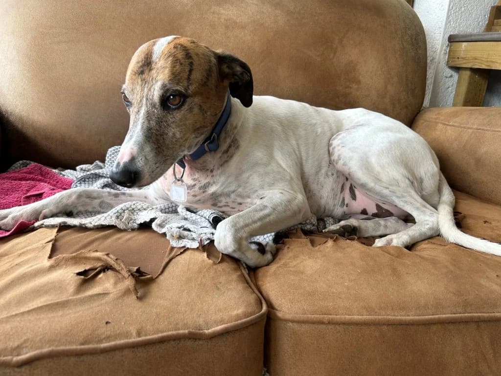 Nana (F) Déjà en France en accueil dans le 44, female 6yo Mixed Breed for adoption at Lévriers Sans Frontières, levriers sans frontieres
