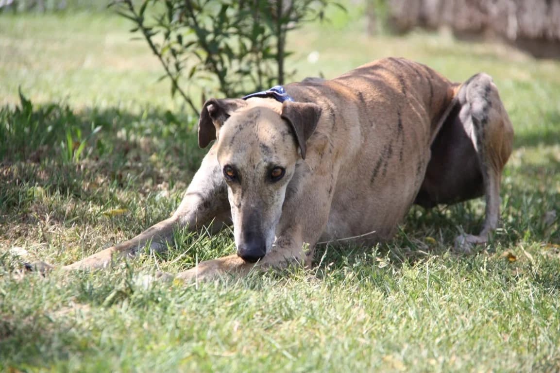 Lorena (F) En accueil en France dépt 44, female 3yo Mixed Breed for adoption at Lévriers Sans Frontières, levriers sans frontieres