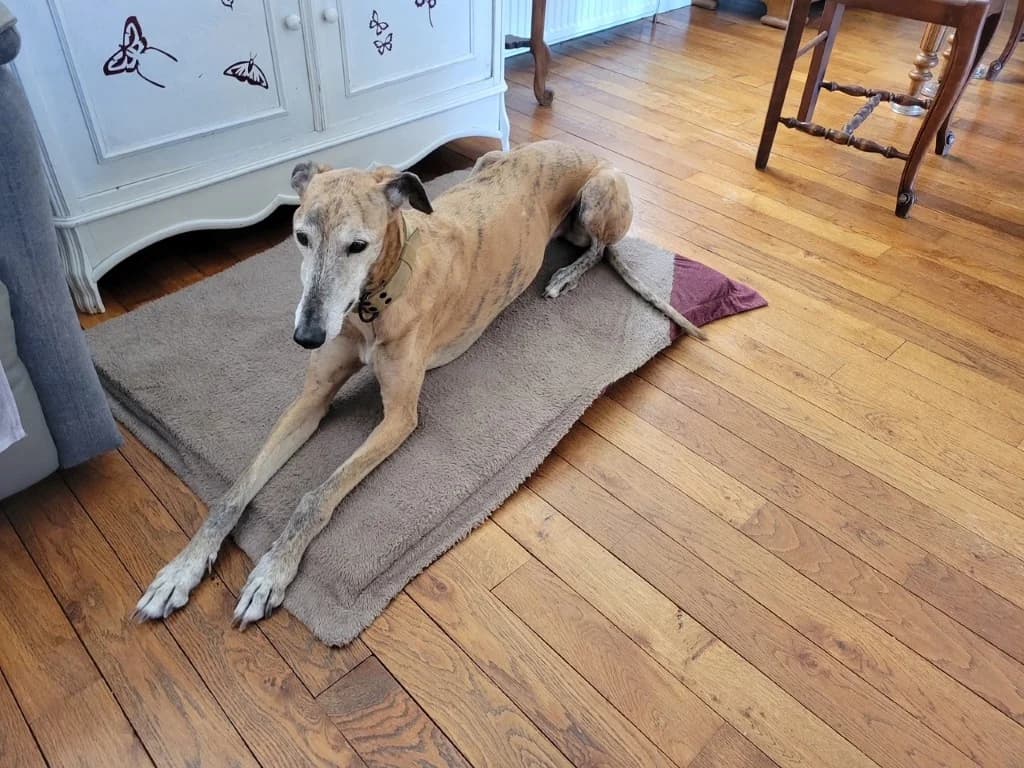 Hope (F) Senior / En accueil en France dans le 89, female senior Mixed Breed for adoption at Lévriers Sans Frontières, levriers sans frontieres