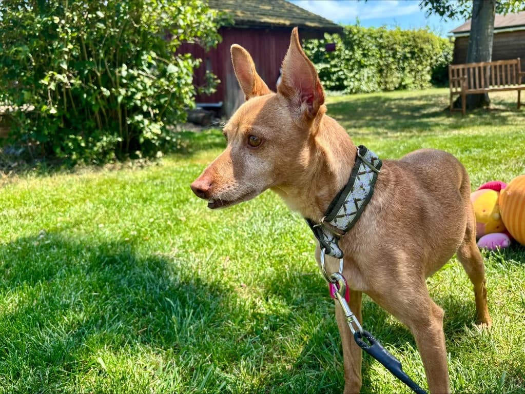 Sofi (F) Pod / En accueil en France dans le 59, female 3yo Mixed Breed for adoption at Lévriers Sans Frontières, levriers sans frontieres