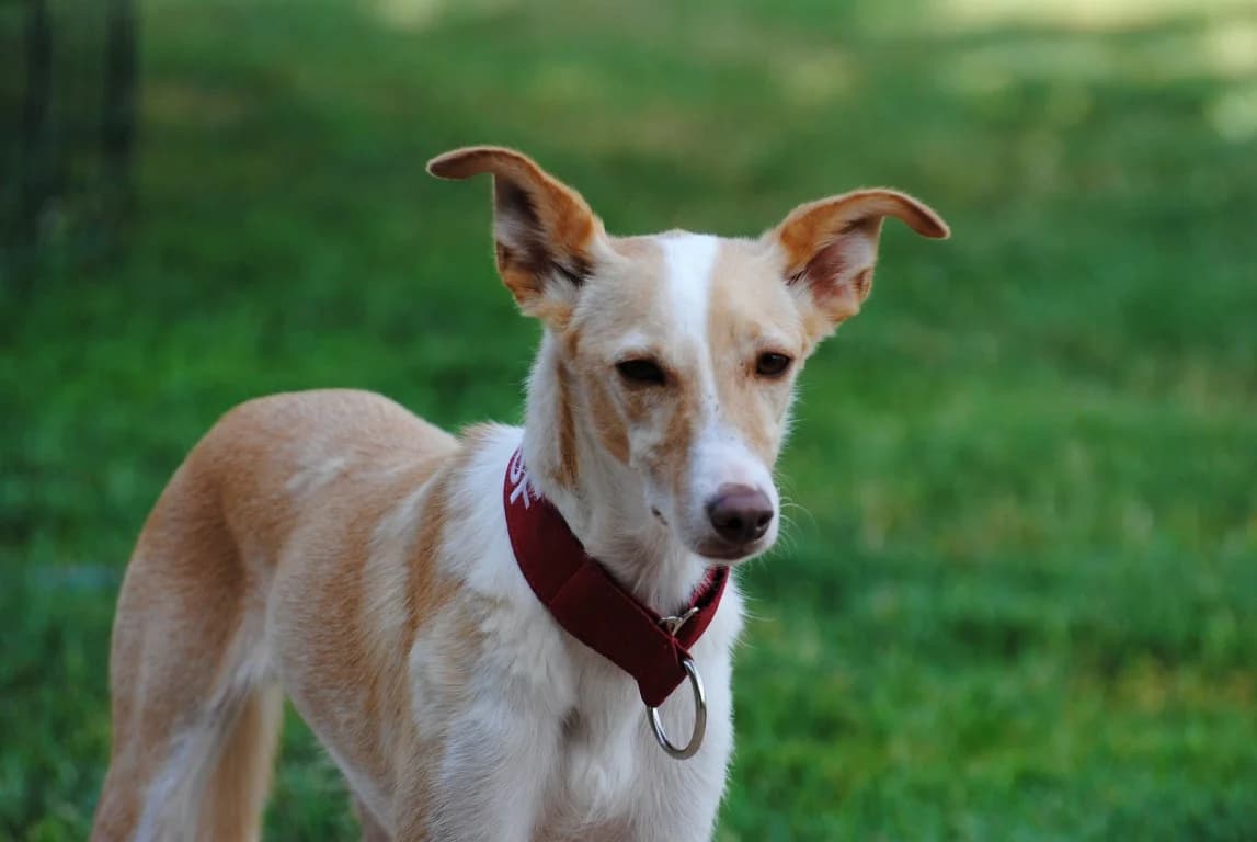 Nemo (M) Pod / En accueil en France dans le 10, male 5yo Mixed Breed for adoption at Lévriers Sans Frontières, levriers sans frontieres