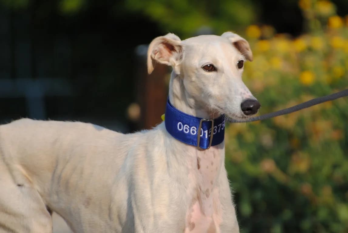 Nagore (F) En Accueil en France dans le 70, female 3yo Mixed Breed for adoption at Lévriers Sans Frontières, levriers sans frontieres