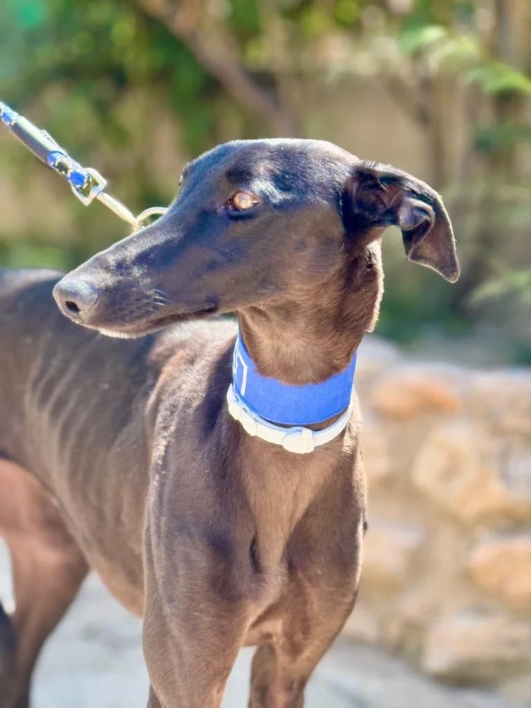 Mina (F) En accueil en France dans le 78, female young Mixed Breed for adoption at Lévriers Sans Frontières, levriers sans frontieres