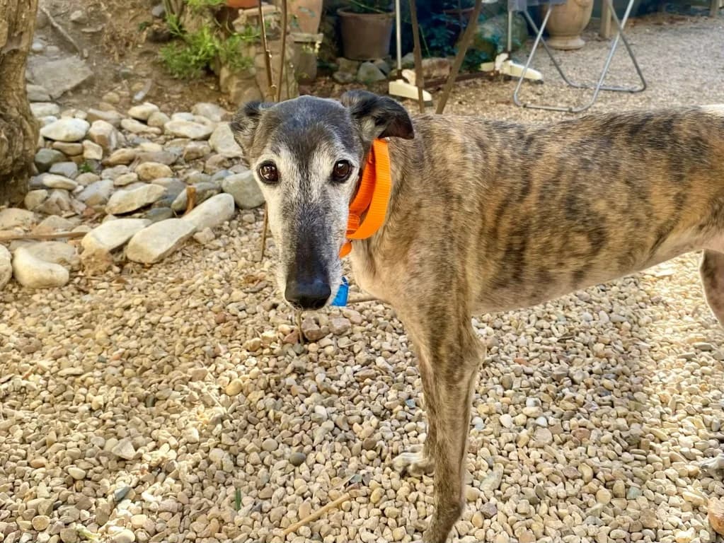 Trina (F) Senior / En accueil en France dans le 69, female senior Mixed Breed for adoption at Lévriers Sans Frontières, levriers sans frontieres
