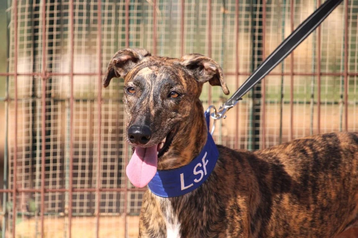 Quipa (F) En accueil en france dans le 69, female 4yo Mixed Breed for adoption at Lévriers Sans Frontières, levriers sans frontieres