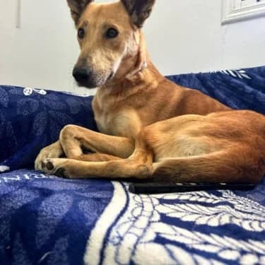 joy, Mixed Breed for adoption at L