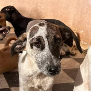 LITTLE JACK, male Mixed Breed for adoption at L