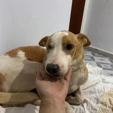 lucie adop, Mixed Breed for adoption at L