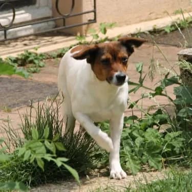 MAYA, Mixed Breed for adoption at L
