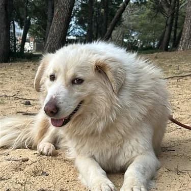 neige, 6yo Mixed Breed for adoption at L