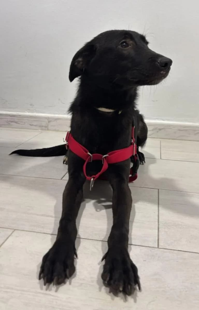 pimousse, male young Mixed Breed for adoption at L
