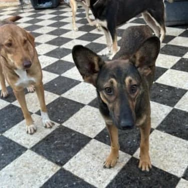 STITCH, male young Mixed Breed for adoption at L